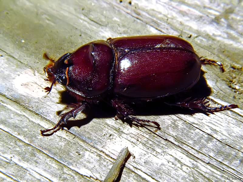 Oryctes nasicornis